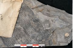 Foto (Detailansicht) von Calamites suckowi Brongniart (NHMW-GEO-2024-0188-11255)